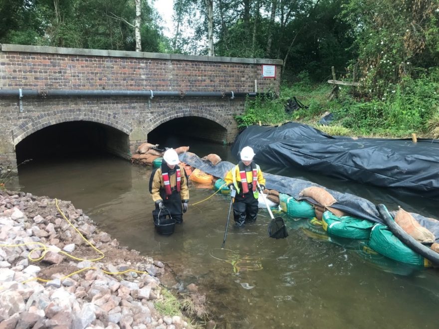 Emergency Fish Rescue and relocation at Bourne Brook